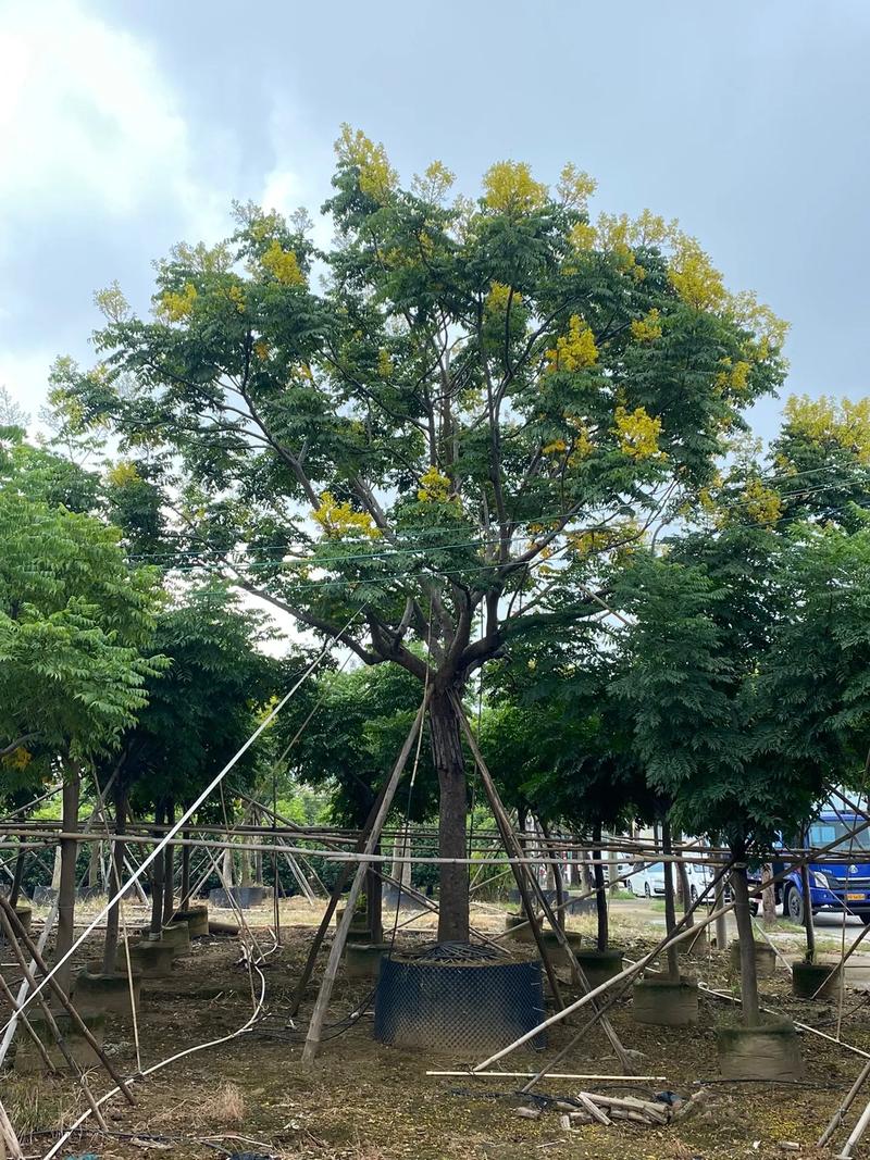 春天了，十几种苗木该往哪销国庆有什么小众地方适合开车自驾游 东风汽车