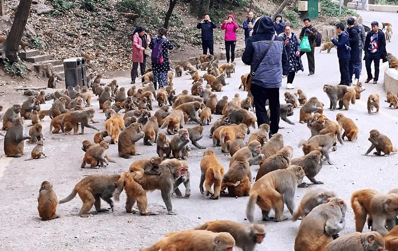 黔灵山看动物怎么走黔灵山捡猴子领回家了吗黔灵山需不需要预约